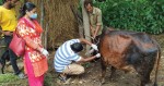 कोशी प्रदेशमा २ लाख ४ हजार २२० वटा गाईवस्तु लम्पी स्किन रोगबाट प्रभावित