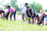 असार सकिनै लाग्दा ६५ प्रतिशत रोपाइँ