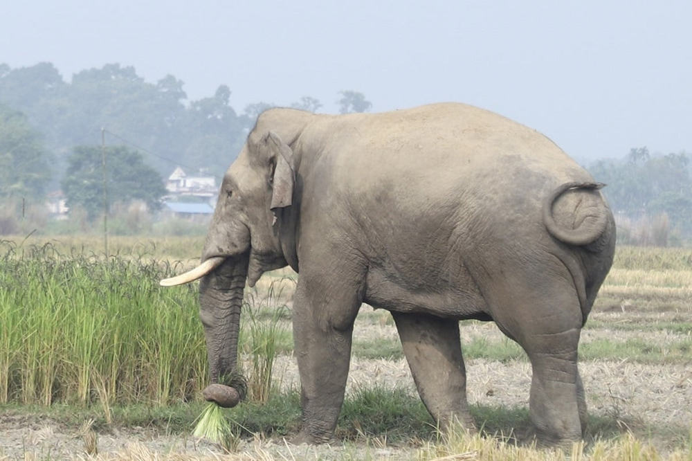 पूर्वमा हात्तीको त्रास, दिउँसै गाउँ पस्न थाले 