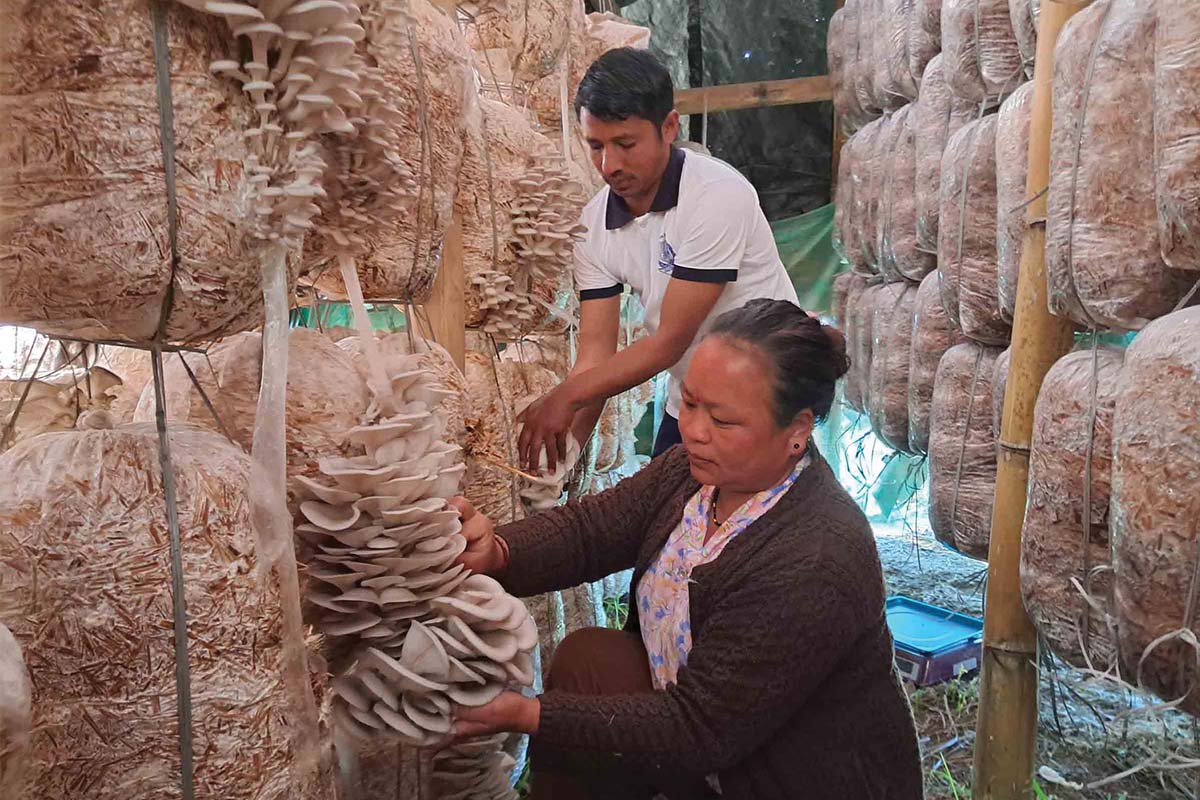 पढालेखा भएका गंगाबहादुर च्याउखेती गरेर मनग्य आम्दानी